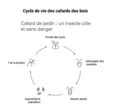 Schéma pour comprendre le mode de vie du cafard