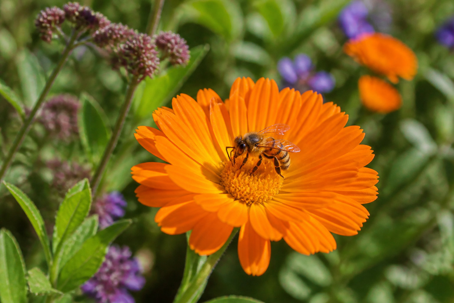 Aménager vos espaces extérieurs avec style et biodiversité