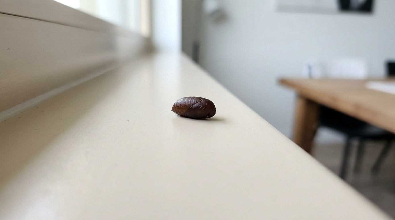 Une pupe de mouche brune et ovale posée sur le rebord d'une fenêtre blanche.