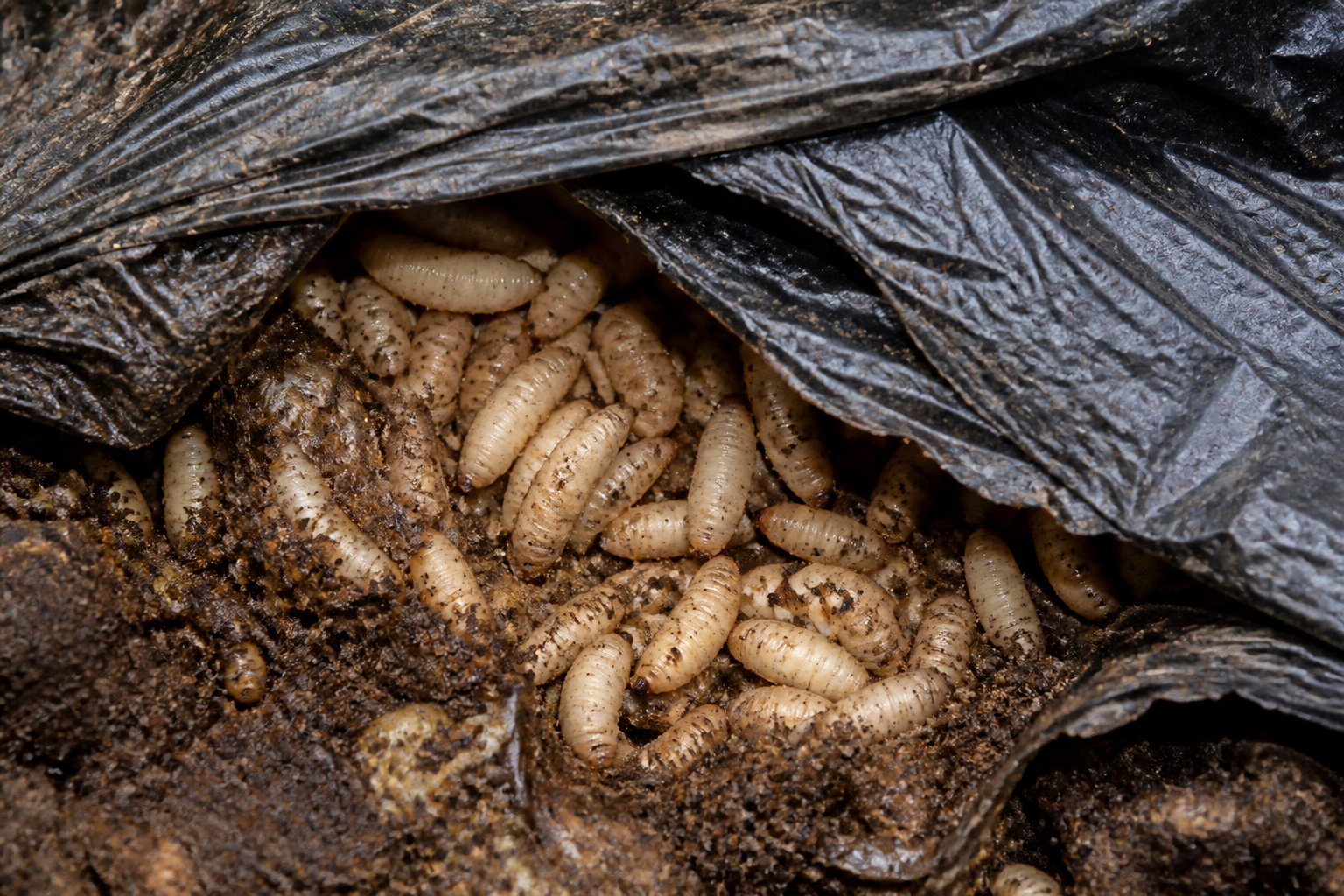 5 cachettes préférées des pupes de mouches