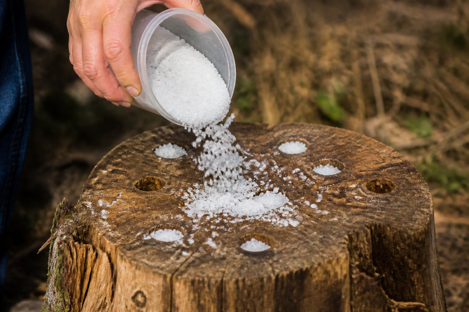 Mes astuces naturelles afin de booster la décomposition de la souche