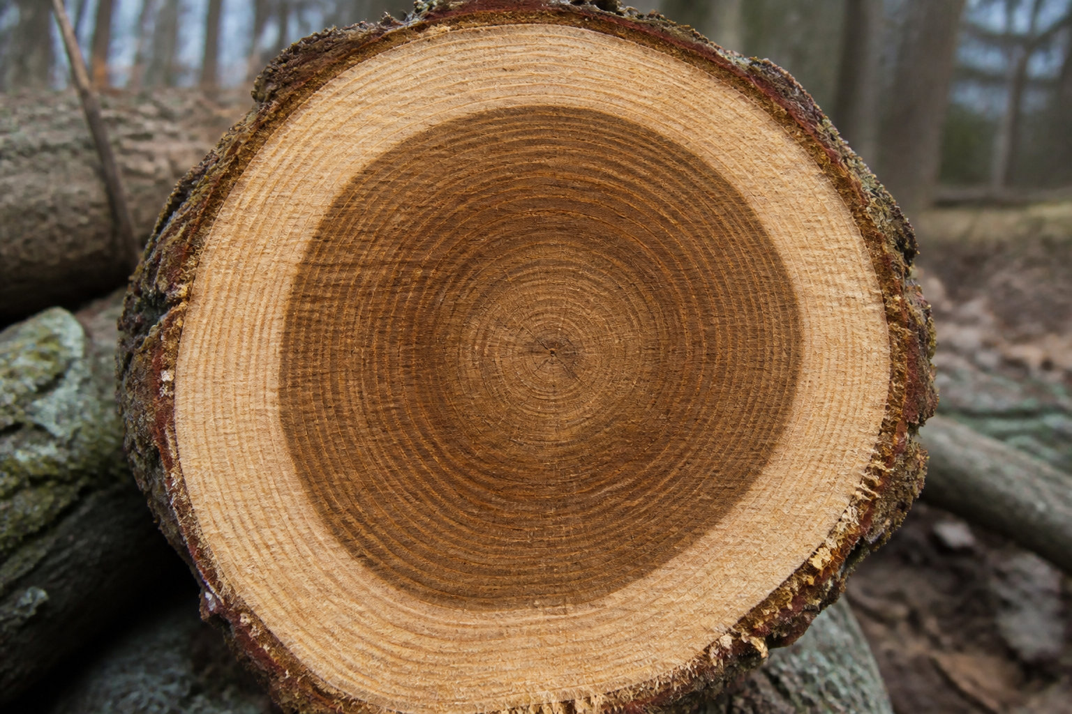 Je vous explique comment choisir le bon produit pour tuer un arbre