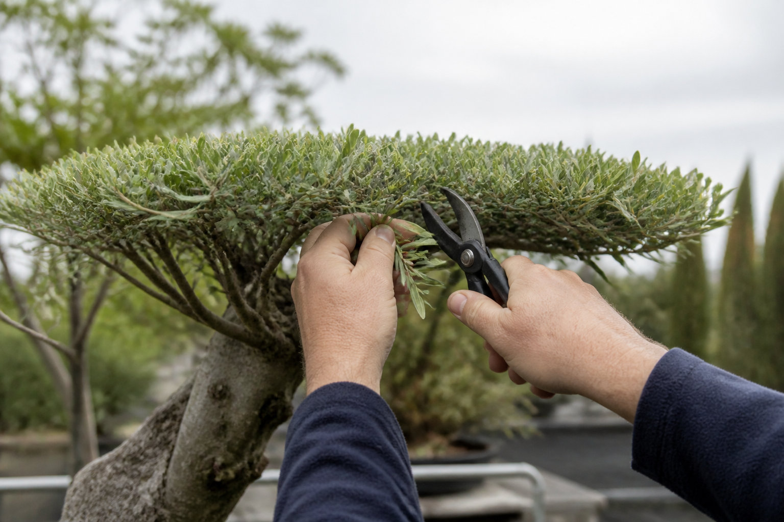 3 étapes pour structurer vos plateaux de feuillage